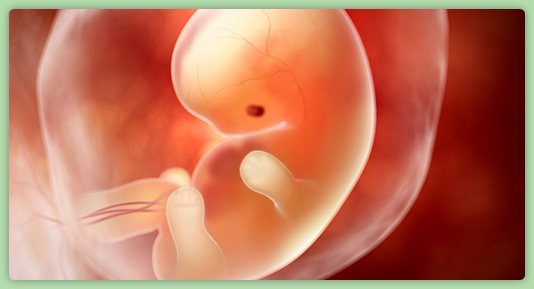 Baby Development At 7 Weeks Pregnant