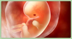 baby-development-7-weeks-pregnant
